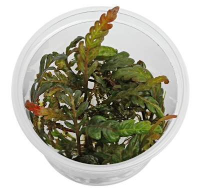 Гигрофила Пиннатифида (меристемное растение)